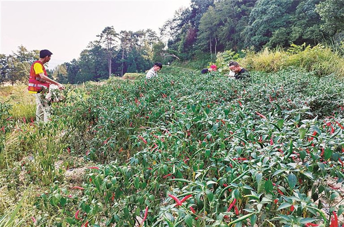 流转土地种植指天椒